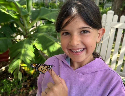 An enchanting lesson in progress! Watching the life cycle of a butterfly is not …